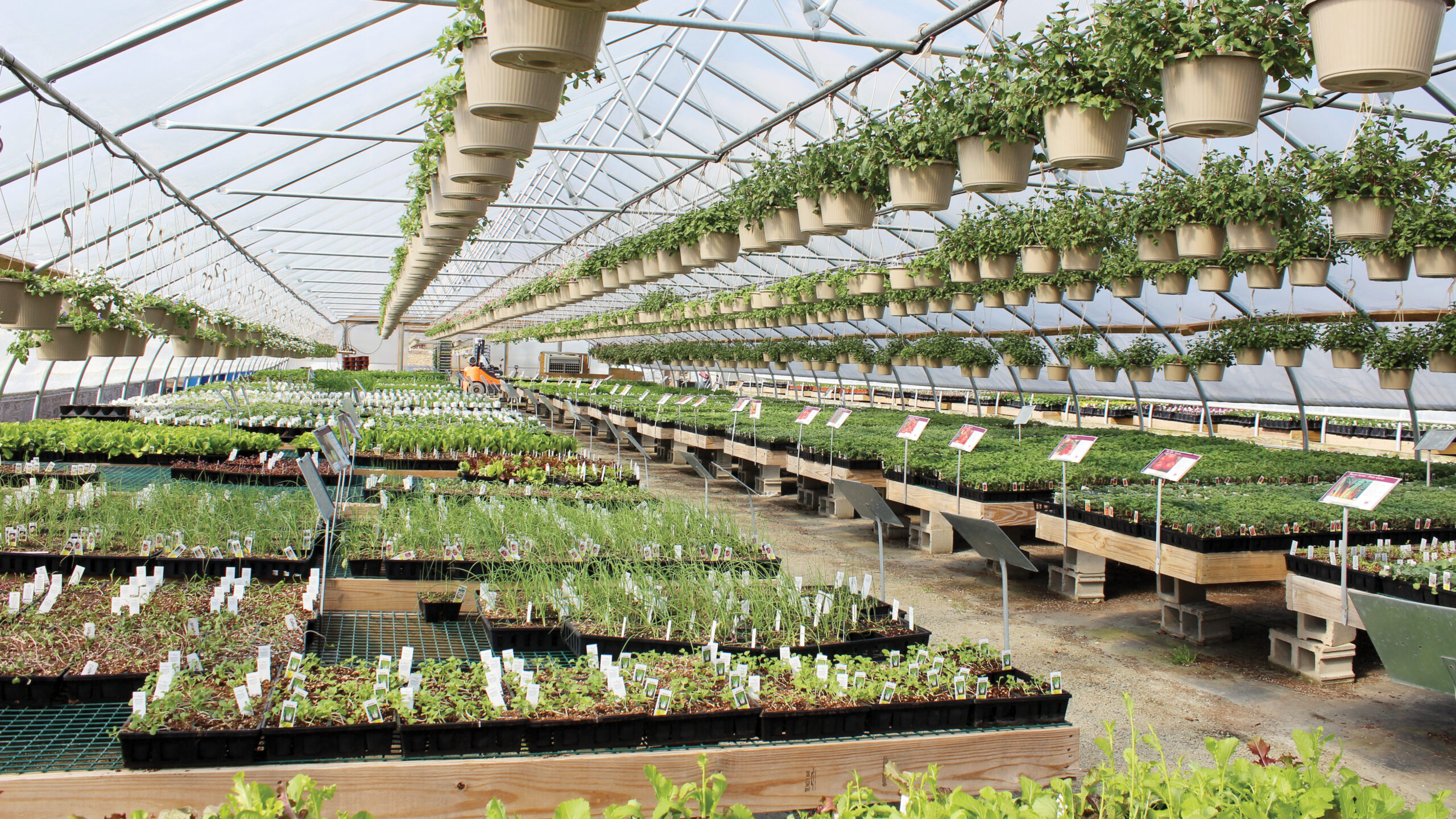 greenhouse benches in a peninsula layout inside retail nursery