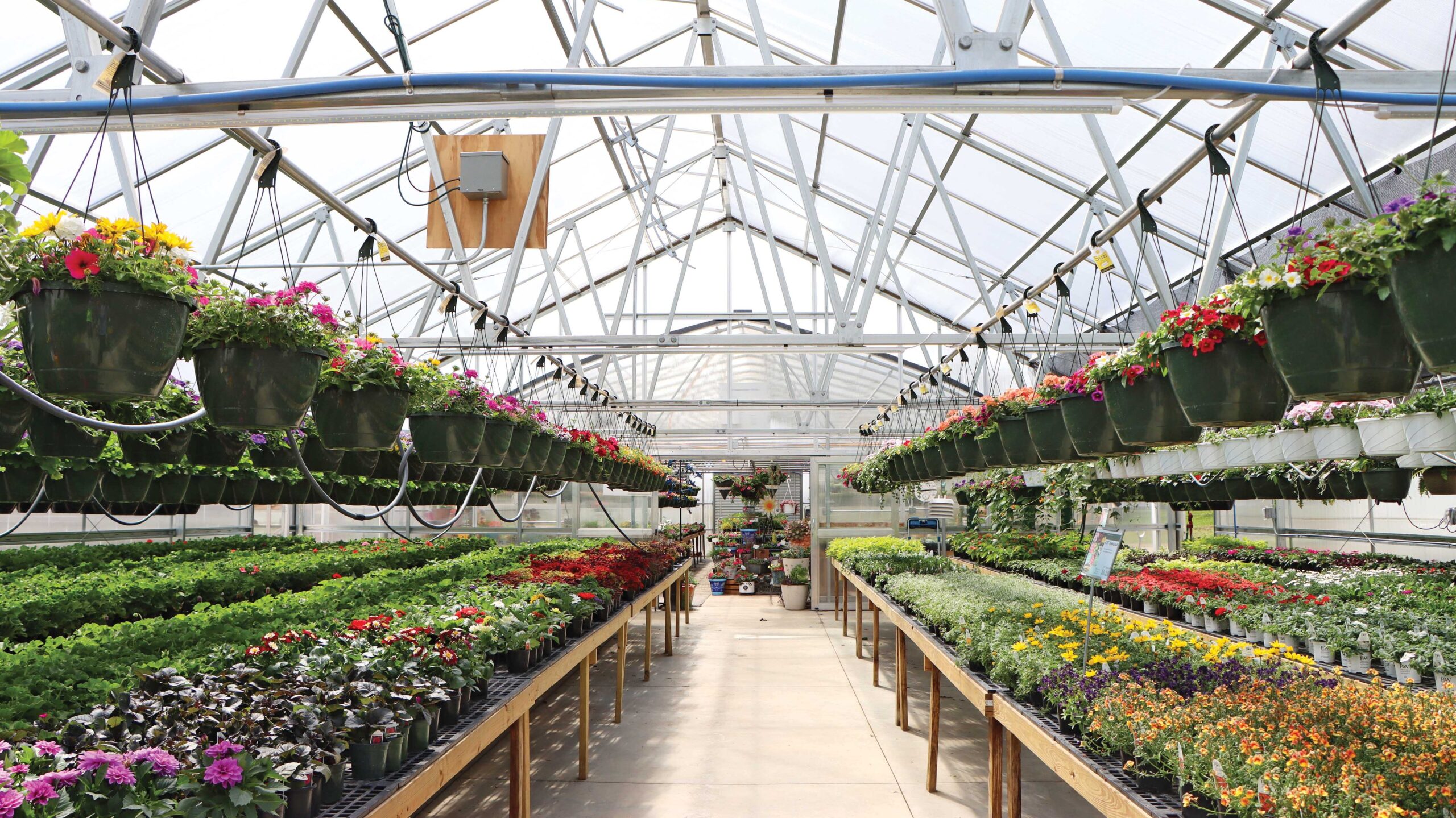 greenhouse benches in longitude layout in retail nursery