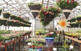 retail nursery housed inside gothic greenhouse