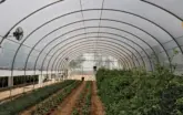 interior of hoop house with crops growing in ground