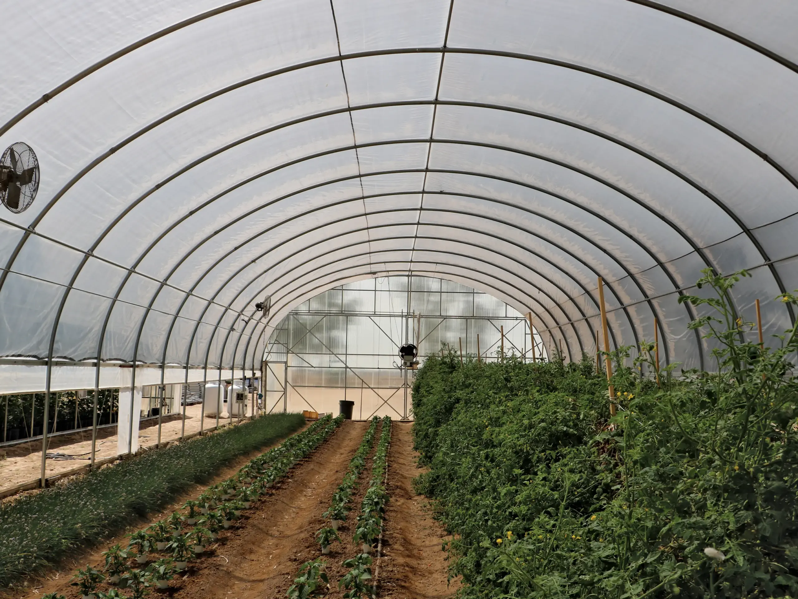 interior of hoop house with crops growing in ground