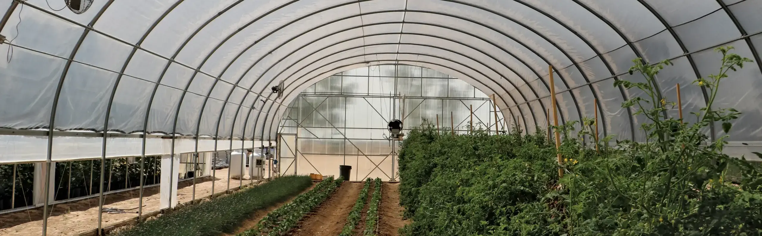 interior of hoop house with crops growing in ground