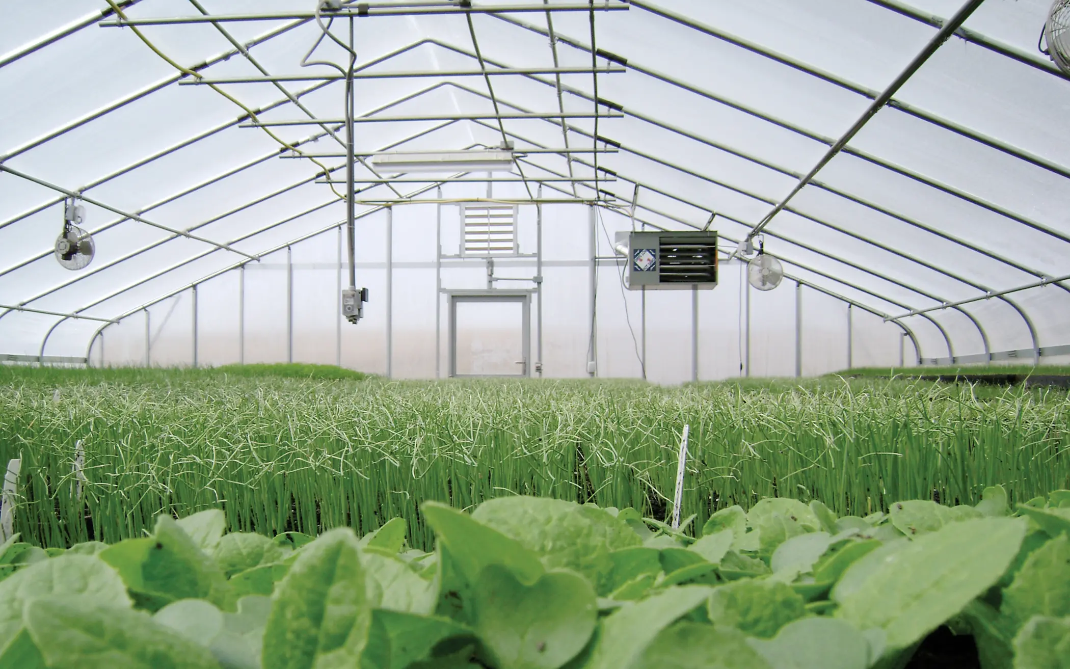 inside of winterized greenhouse with suspended unit heater