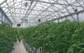 interior of year-round greenhouse with tall plants growing in rows