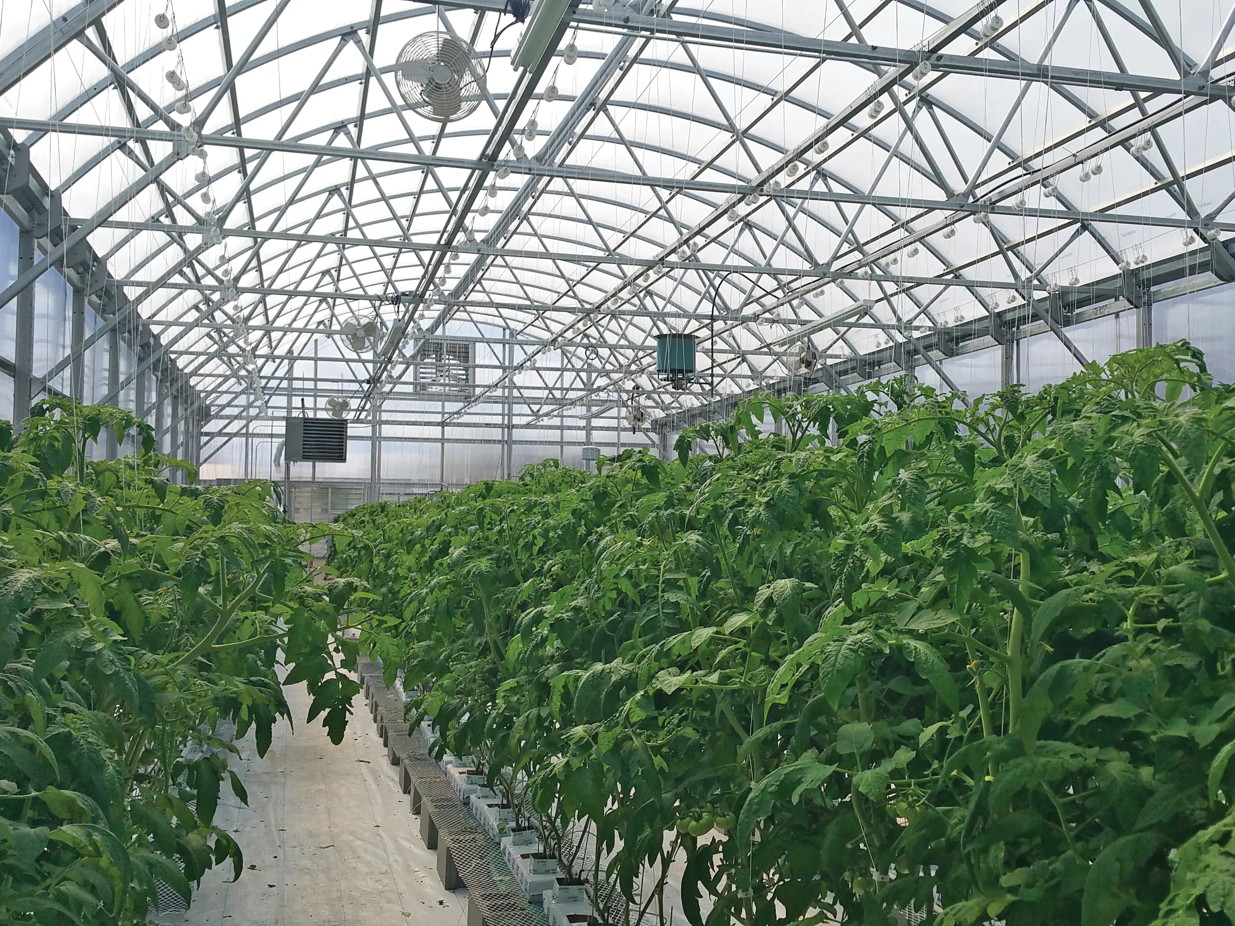 interior of year-round greenhouse with tall plants growing in rows