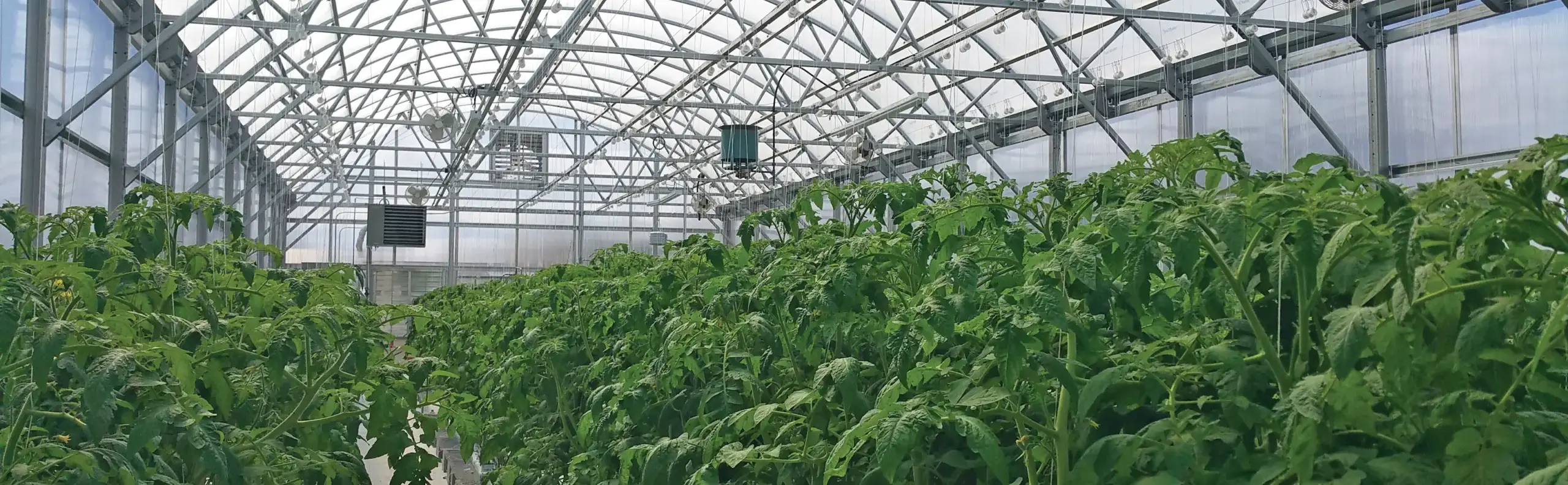 interior of year-round greenhouse with tall plants growing in rows