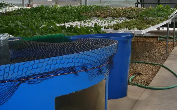 A complete greenhouse setup for commercial aquaponics for beginners