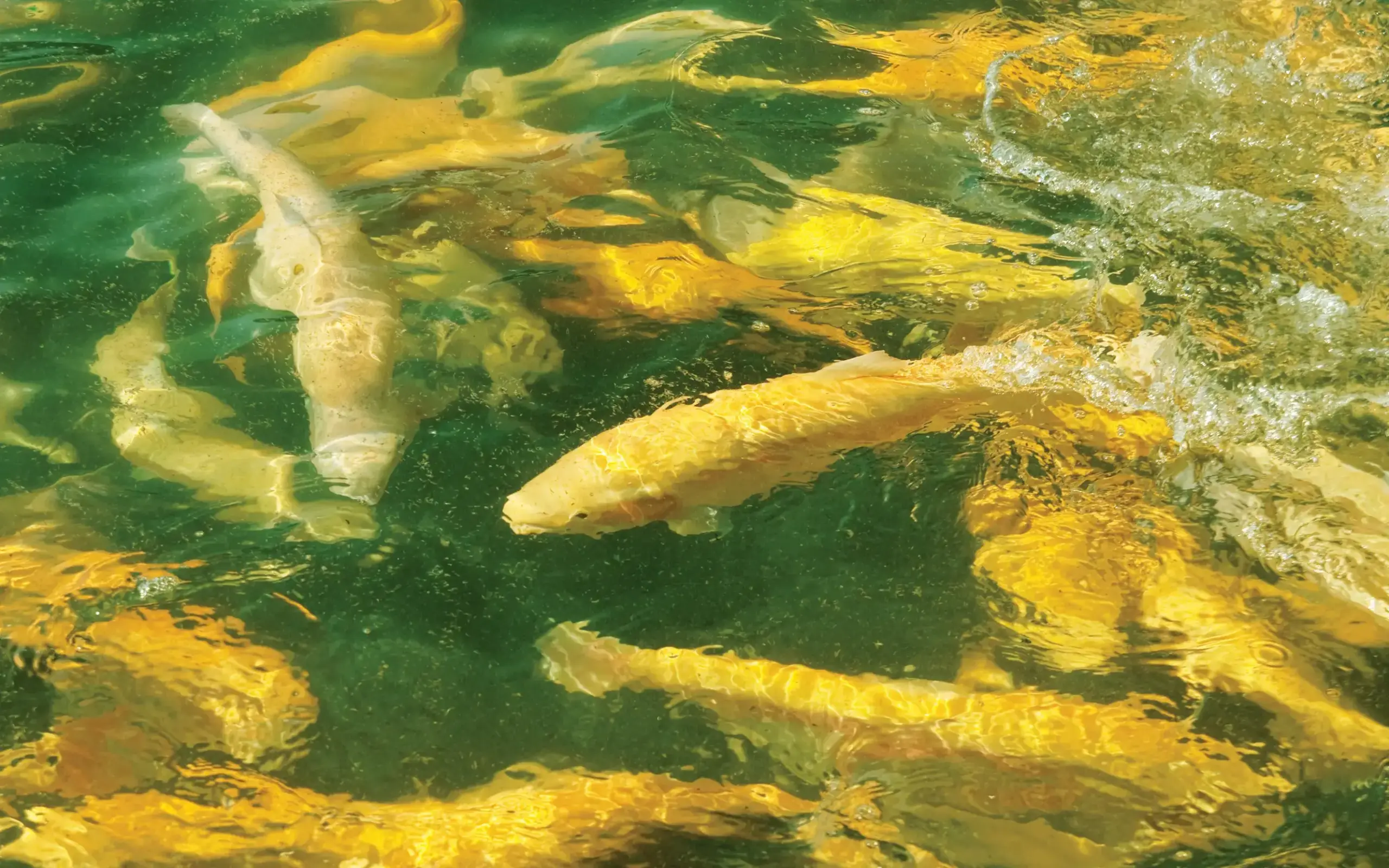 Fish in an aquaponics system