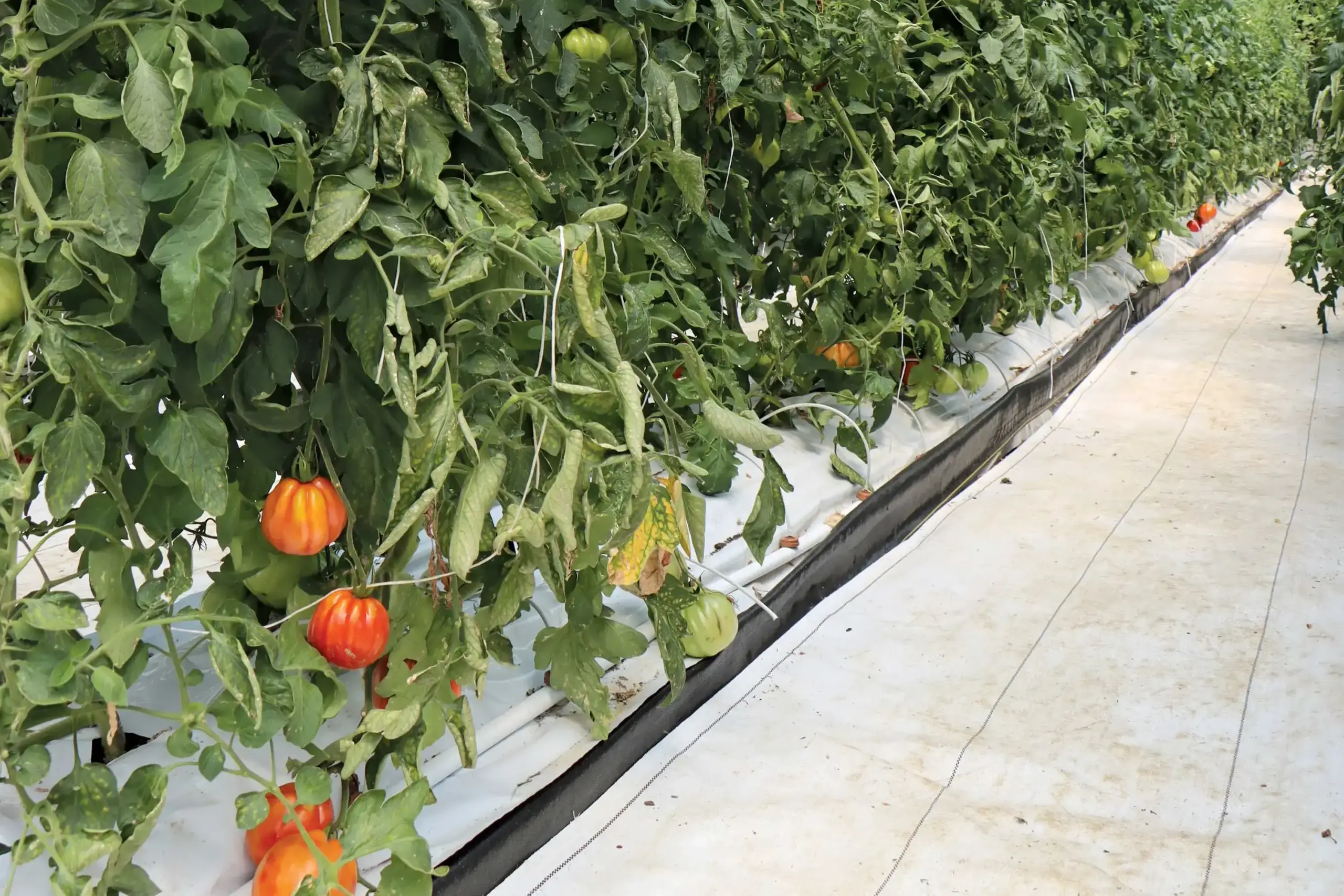 Tomato plants using drip irrigation inside greenhouse