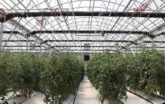 tomato plants growing inside a greenhouse. Light dep systems, lights, fans and more are hanging from ceiling