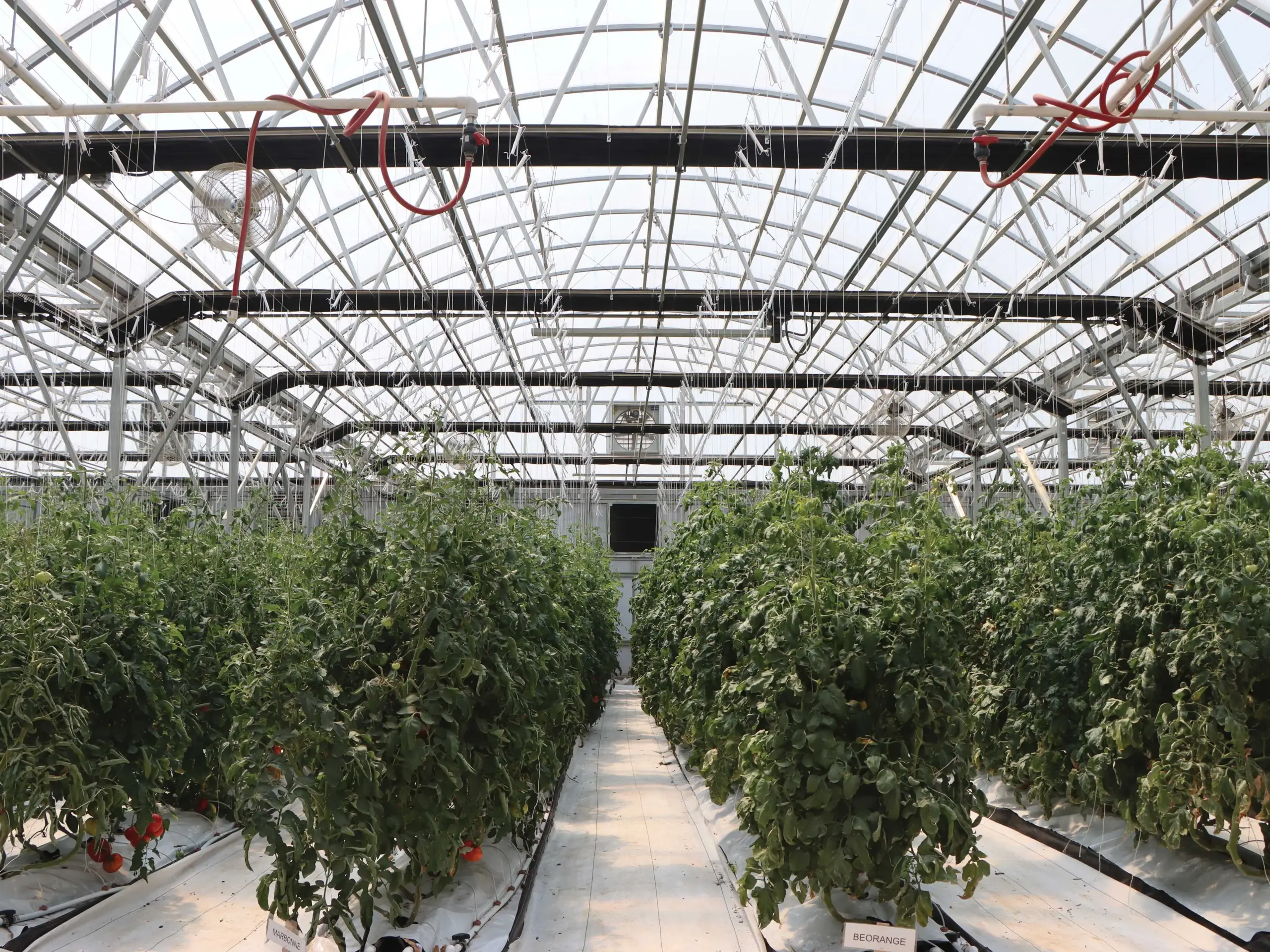 tomato plants growing inside a greenhouse. Light dep systems, lights, fans and more are hanging from ceiling
