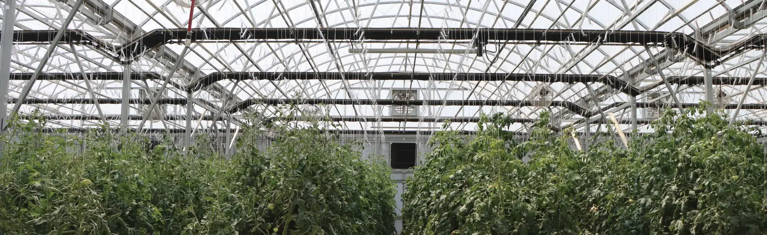 tomato plants growing inside a greenhouse. Light dep systems, lights, fans and more are hanging from ceiling