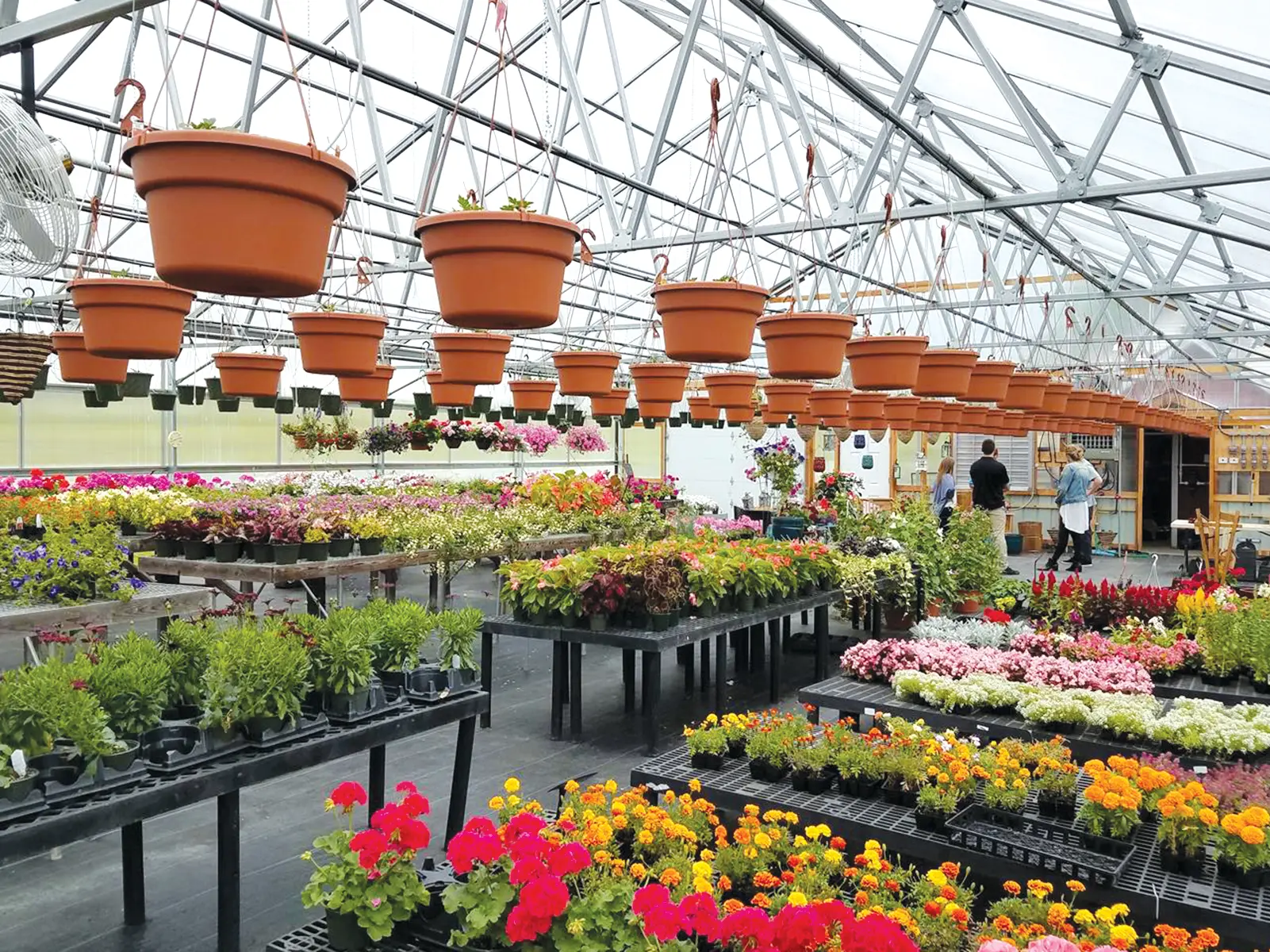 greenhouse benching and hanging pots inside retail greenhouse