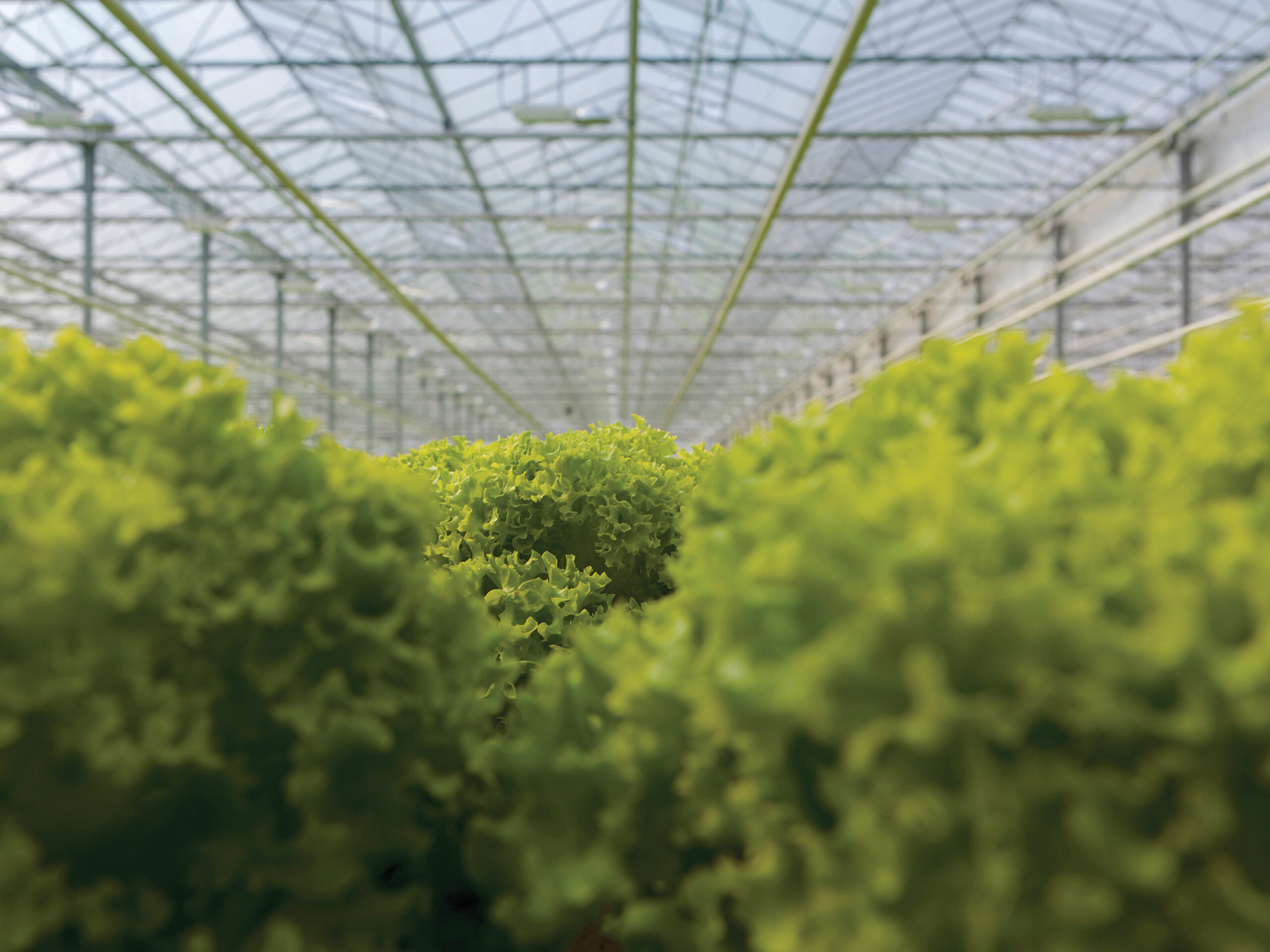 lettuce production inside greenhouse farming operation