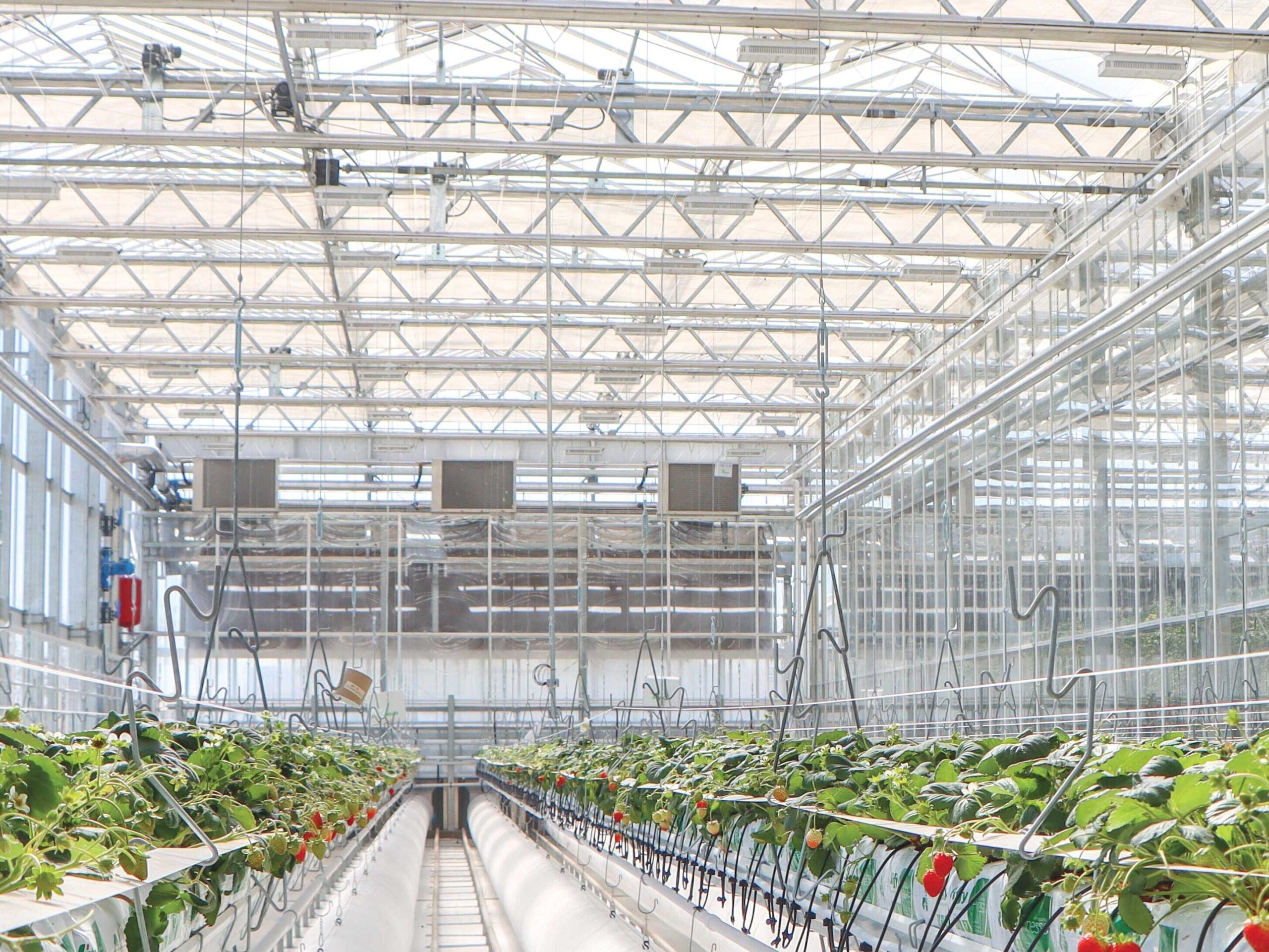 A venlo greenhouse interior with rows of tomato plants growing hydroponically