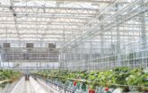 A venlo greenhouse interior with rows of tomato plants growing hydroponically