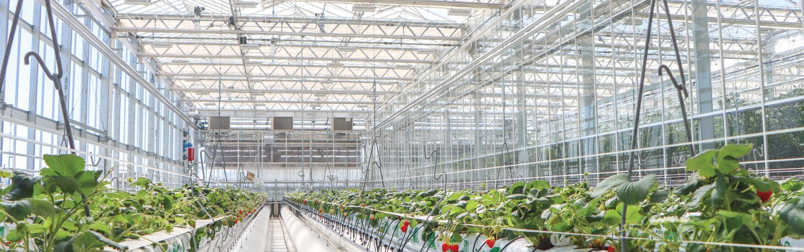 A venlo greenhouse interior with rows of tomato plants growing hydroponically