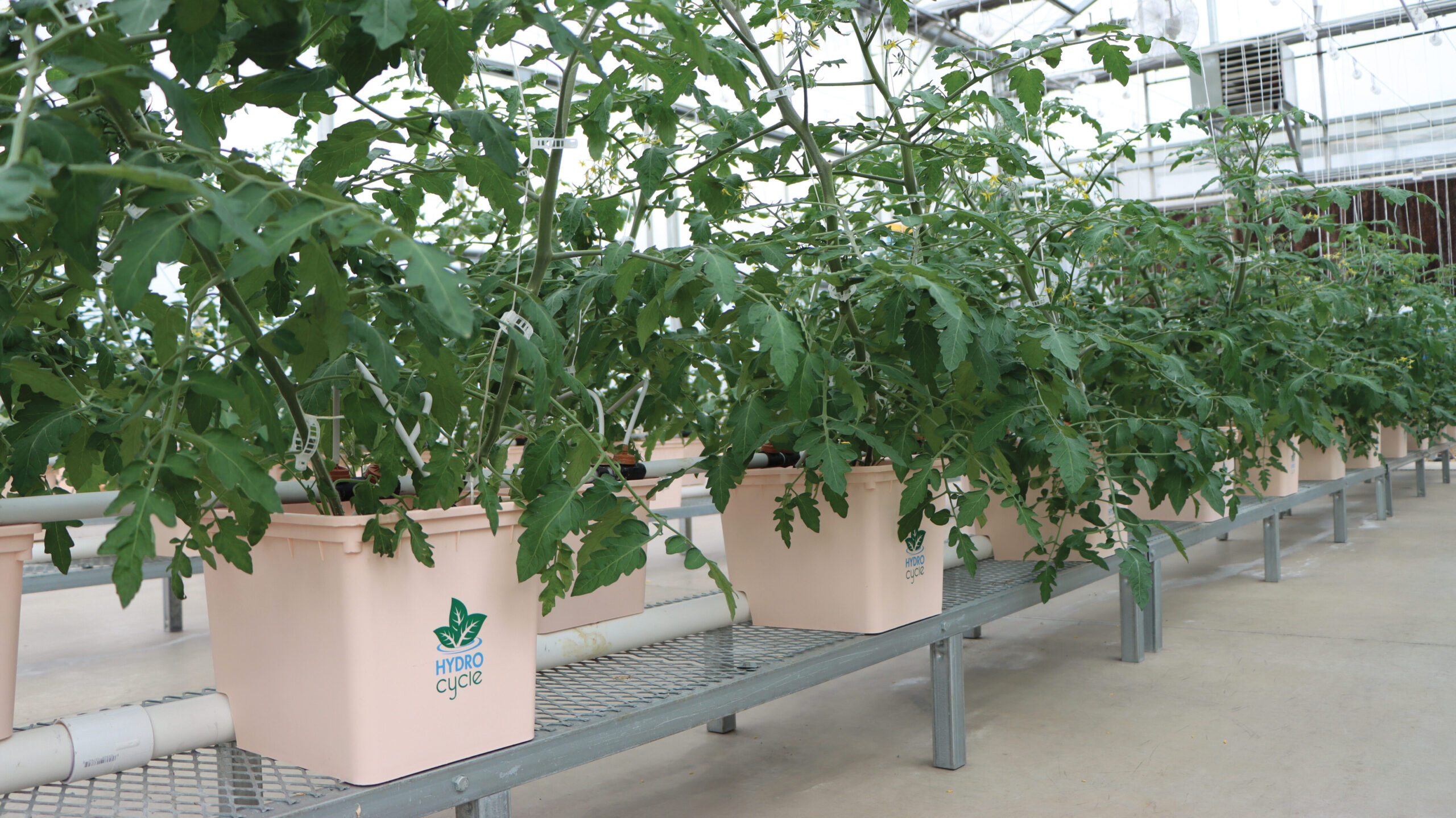 HydroCycle Dutch Bucket System on Low Profile Bench