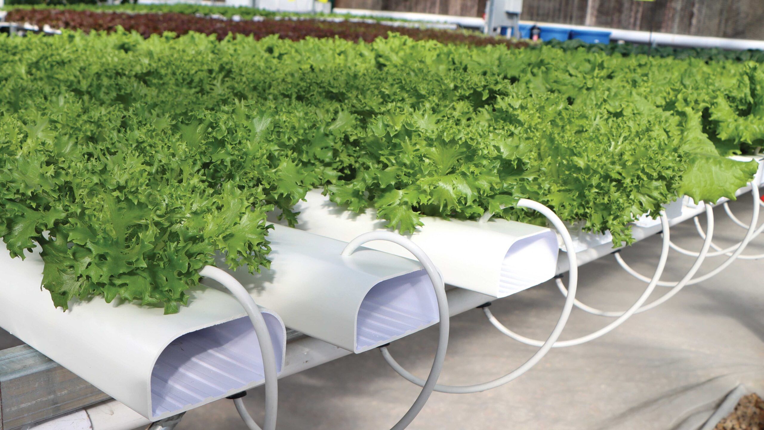 HydroCycle Commercial NFT Channels growing lettuce