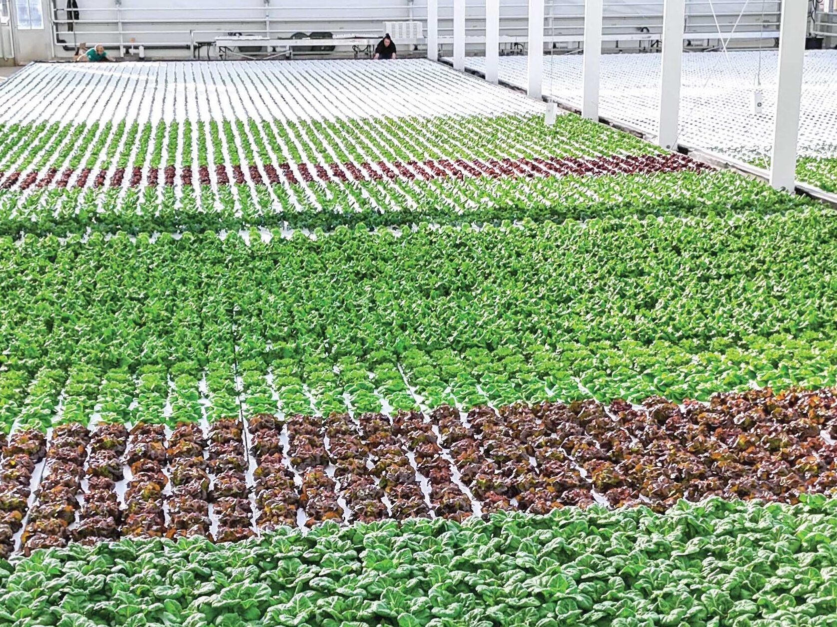hydroponic lettuce bay in venlo greenhouse