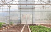 Raised beds inside a GrowSpan Series 2000 Greenhouse with drip irrigation, plants and a shade system overhead