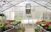 Interior of a GrowSpan Gothic Premium Greenhouse with flowers growing on benches