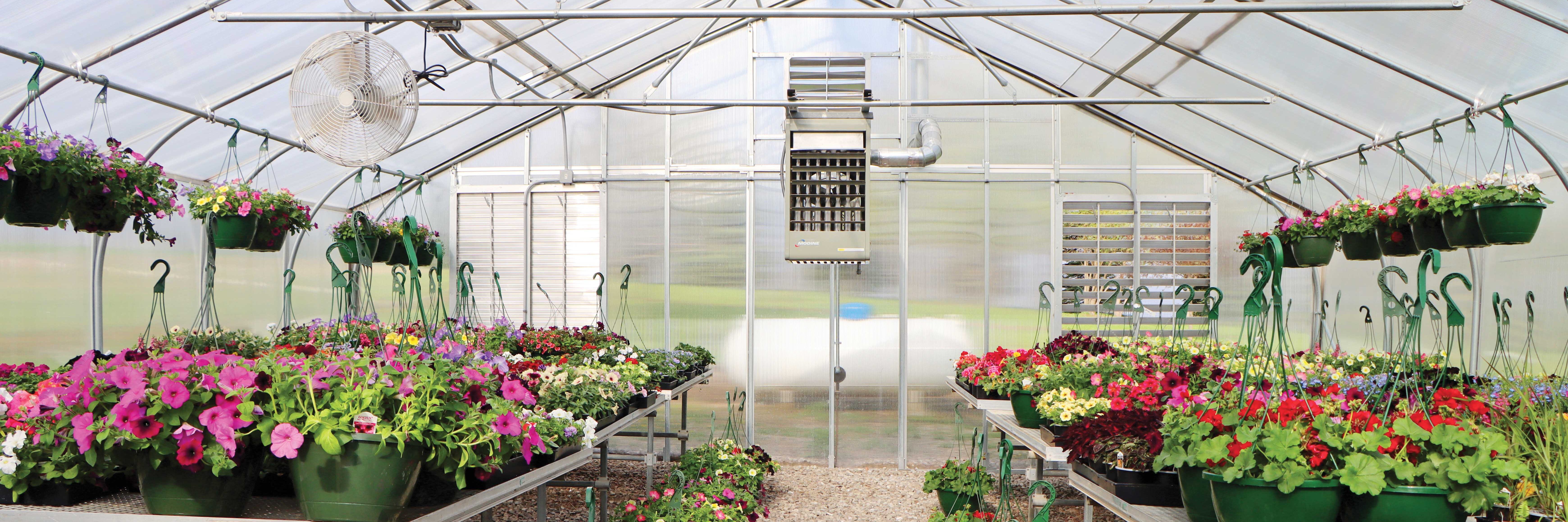 Interior of a GrowSpan Gothic Premium Greenhouse with flowers growing on benches