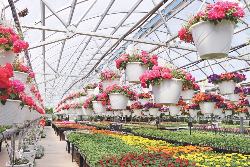 View of a GrowSpan retail greenhouse’s interior from the back corner